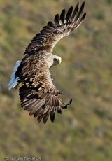 Seeadler (6 von 11).jpg